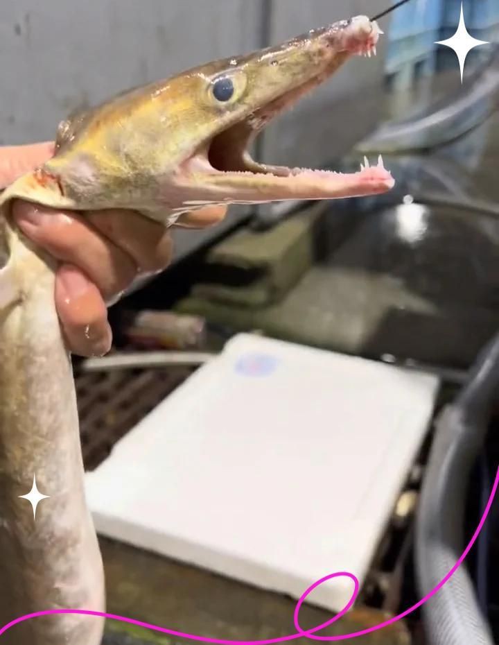 狼牙鰻魚圖片【大“鰻”厲害了!網友:被它咬到就慘了】 狼牙鰻魚圖片【大“鰻”厲害了!網友:被它咬到就慘了】 龍魚百科 第27張