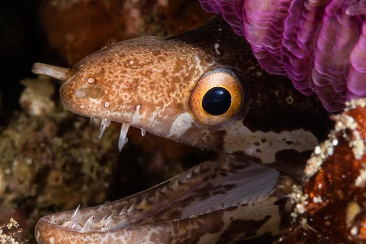 狼牙鰻魚圖片【大“鰻”厲害了!網友:被它咬到就慘了】 狼牙鰻魚圖片【大“鰻”厲害了!網友:被它咬到就慘了】 龍魚百科 第21張