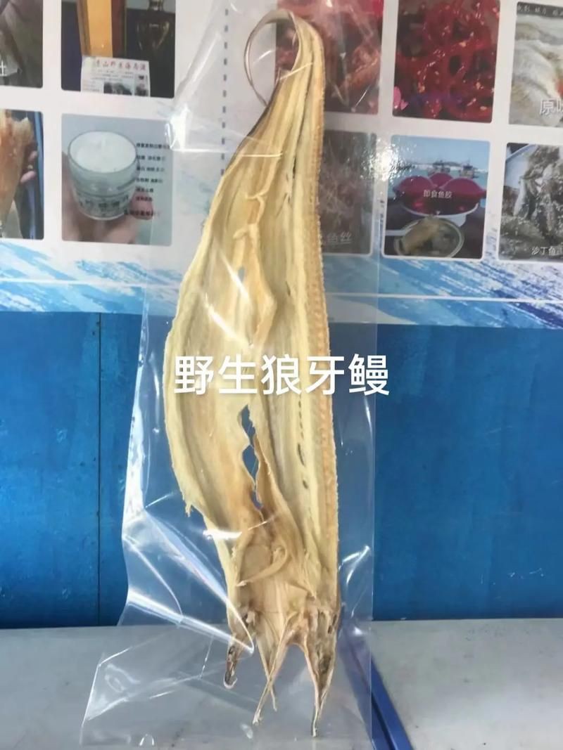 狼牙鰻魚圖片【大“鰻”厲害了!網友:被它咬到就慘了】 狼牙鰻魚圖片【大“鰻”厲害了!網友:被它咬到就慘了】 龍魚百科 第3張