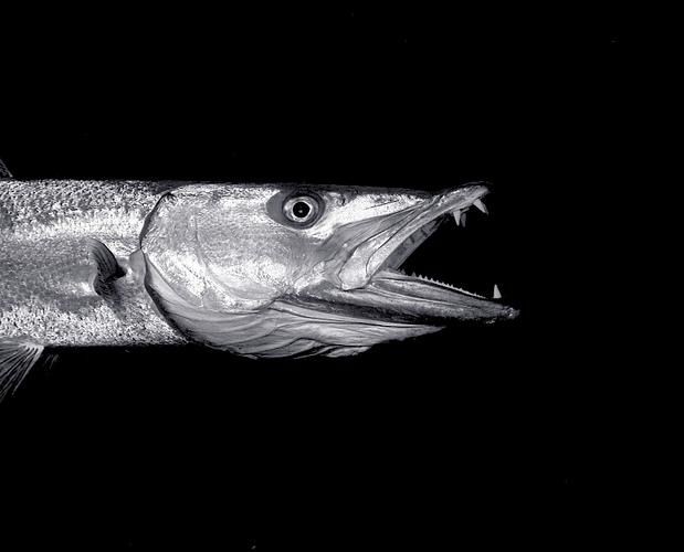 狼牙鰻魚圖片【大“鰻”厲害了!網友:被它咬到就慘了】 狼牙鰻魚圖片【大“鰻”厲害了!網友:被它咬到就慘了】 龍魚百科 第11張