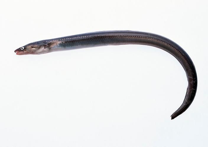 狼牙鰻魚圖片【大“鰻”厲害了!網友:被它咬到就慘了】 狼牙鰻魚圖片【大“鰻”厲害了!網友:被它咬到就慘了】 龍魚百科 第13張