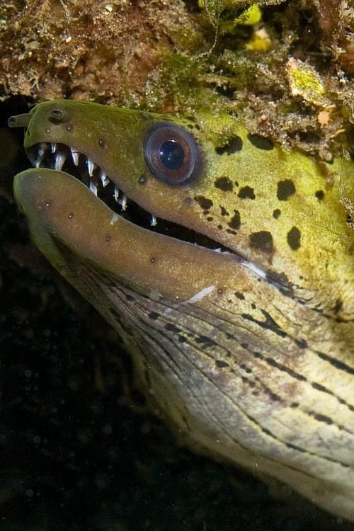 狼牙鰻魚圖片【大“鰻”厲害了!網友:被它咬到就慘了】 狼牙鰻魚圖片【大“鰻”厲害了!網友:被它咬到就慘了】 龍魚百科 第10張