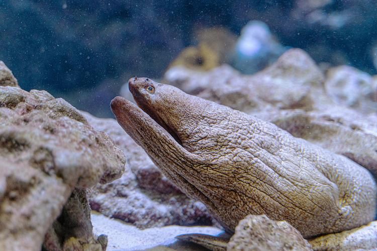 狼牙鰻魚圖片【大“鰻”厲害了!網友:被它咬到就慘了】 狼牙鰻魚圖片【大“鰻”厲害了!網友:被它咬到就慘了】 龍魚百科 第17張