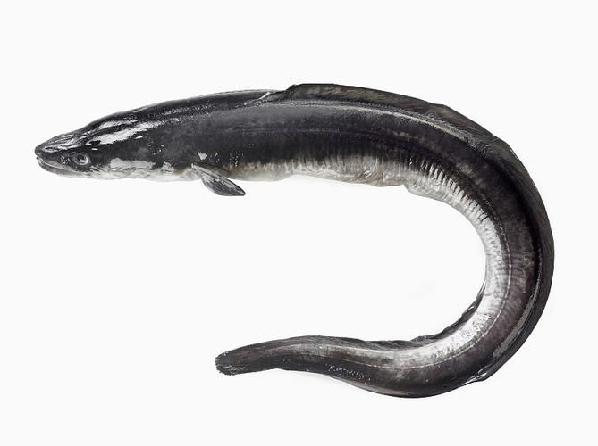 狼牙鰻魚圖片【大“鰻”厲害了!網友:被它咬到就慘了】 狼牙鰻魚圖片【大“鰻”厲害了!網友:被它咬到就慘了】 龍魚百科 第15張