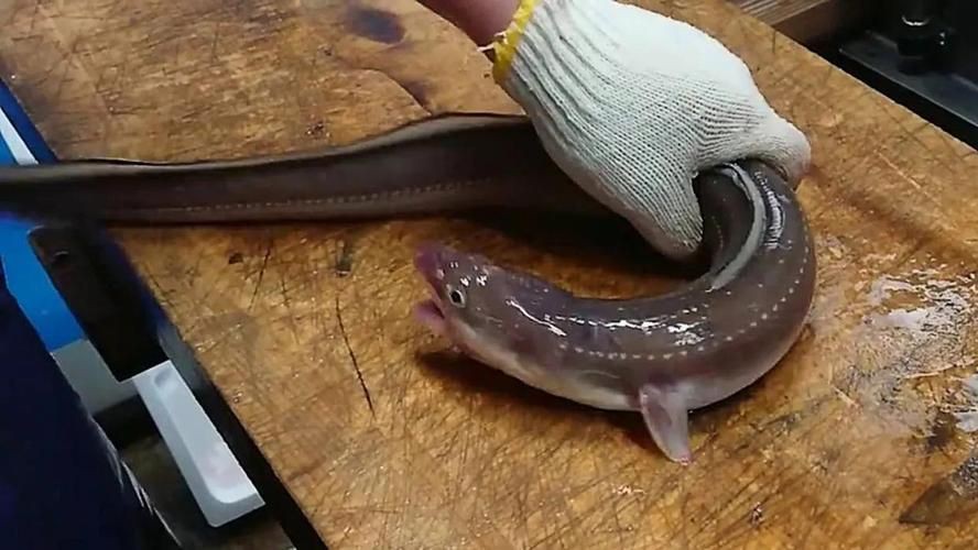 狼牙鰻魚圖片【大“鰻”厲害了!網友:被它咬到就慘了】 狼牙鰻魚圖片【大“鰻”厲害了!網友:被它咬到就慘了】 龍魚百科 第2張