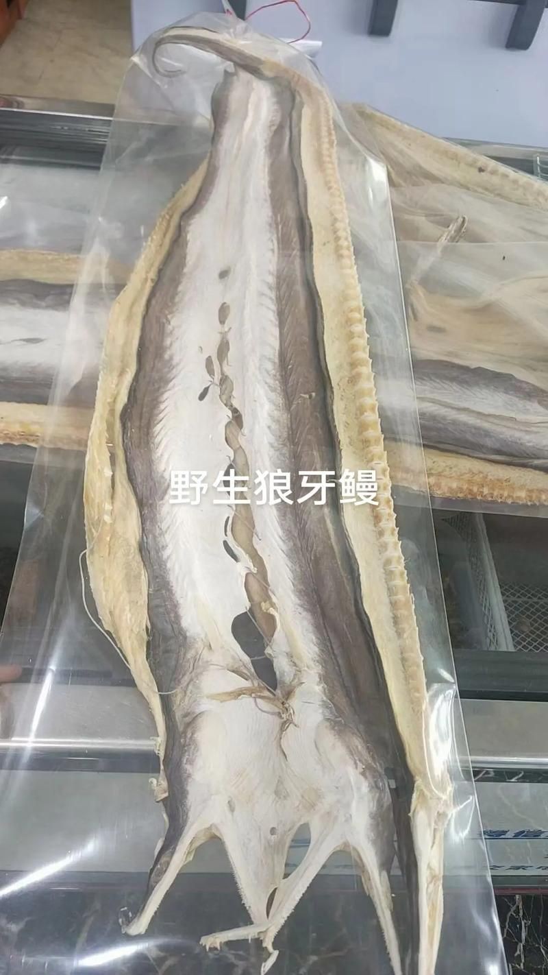 狼牙鰻魚圖片【大“鰻”厲害了!網友:被它咬到就慘了】 狼牙鰻魚圖片【大“鰻”厲害了!網友:被它咬到就慘了】 龍魚百科 第5張