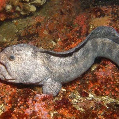 狼牙鰻魚圖片【大“鰻”厲害了!網友:被它咬到就慘了】 狼牙鰻魚圖片【大“鰻”厲害了!網友:被它咬到就慘了】 龍魚百科 第24張