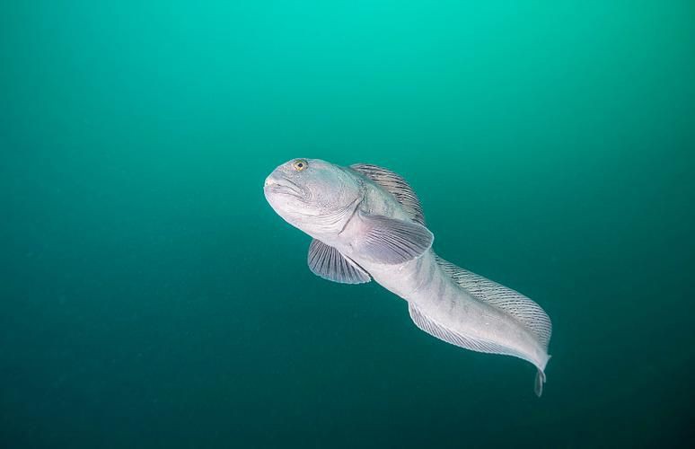 狼牙鰻魚圖片【大“鰻”厲害了!網友:被它咬到就慘了】 狼牙鰻魚圖片【大“鰻”厲害了!網友:被它咬到就慘了】 龍魚百科 第18張