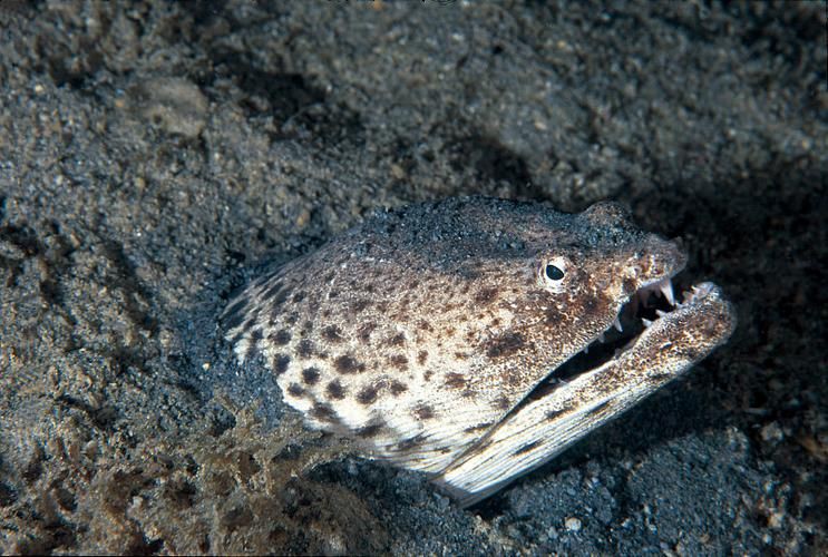 狼牙鰻魚圖片【大“鰻”厲害了!網友:被它咬到就慘了】 狼牙鰻魚圖片【大“鰻”厲害了!網友:被它咬到就慘了】 龍魚百科 第20張