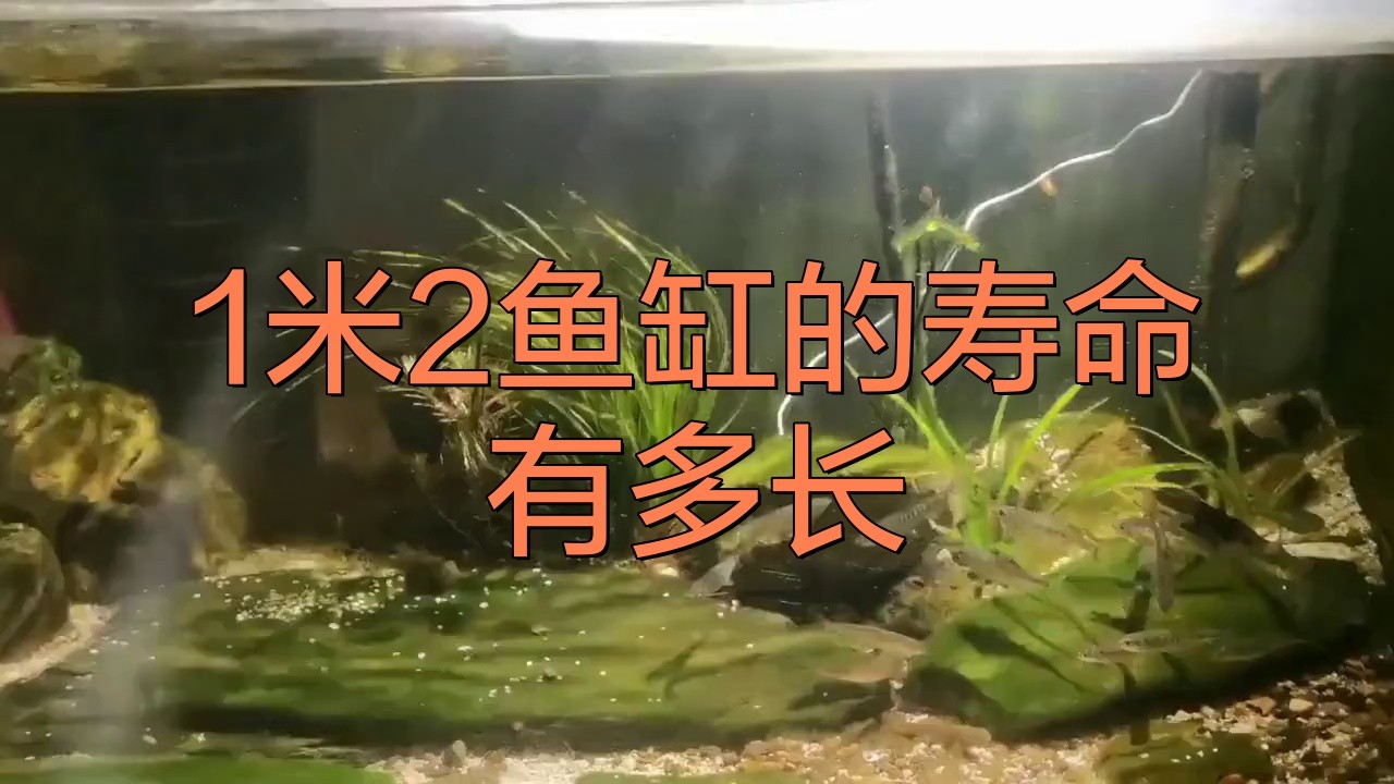 1米2魚缸的壽命有多長【1.2米以上的魚缸壽命一般是多少年佰通物聯】