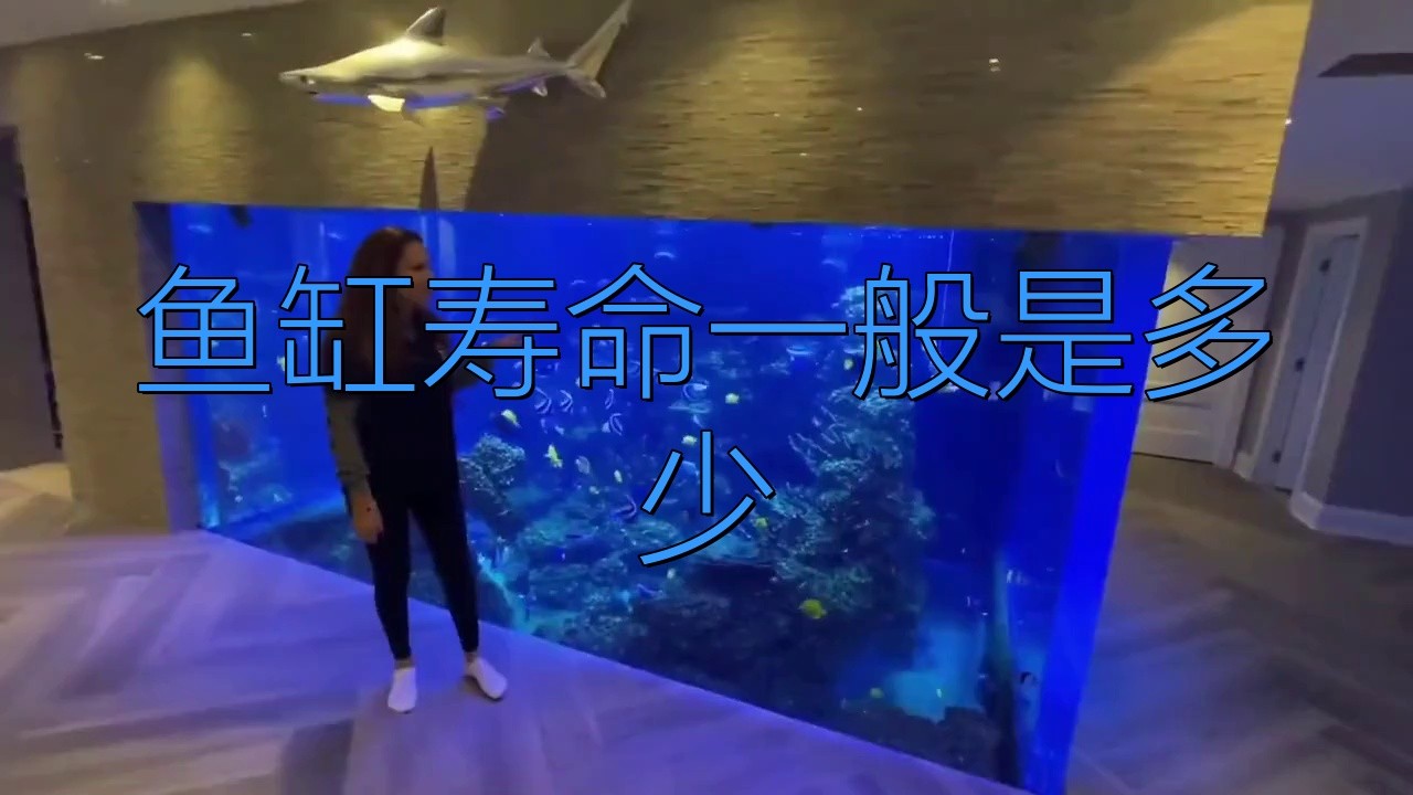 1米2魚缸的壽命有多長【1.2米以上的魚缸壽命一般是多少年佰通物聯】