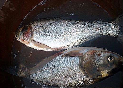 鰱魚長什么樣子圖片【吃貨必看：白鰱花鰱分不清一篇搞懂怎么吃才香】