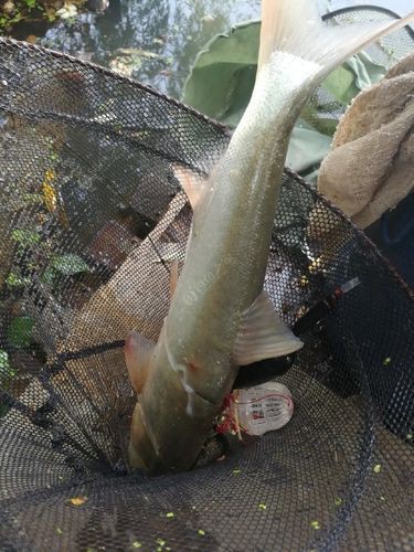 鰱魚長什么樣子圖片【吃貨必看：白鰱花鰱分不清一篇搞懂怎么吃才香】