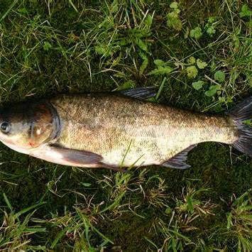 鰱魚長什么樣子圖片【吃貨必看：白鰱花鰱分不清一篇搞懂怎么吃才香】