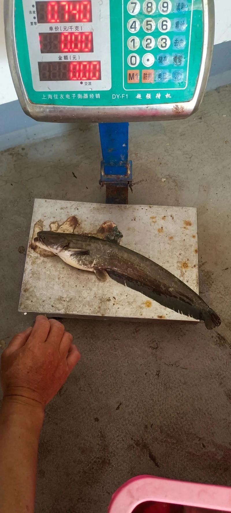 鰱魚長什么樣子圖片【吃貨必看：白鰱花鰱分不清一篇搞懂怎么吃才香】