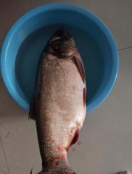 鰱魚長什么樣子圖片【吃貨必看：白鰱花鰱分不清一篇搞懂怎么吃才香】
