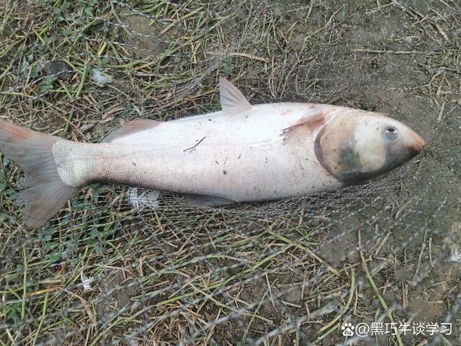 鰱魚長什么樣子圖片【吃貨必看：白鰱花鰱分不清一篇搞懂怎么吃才香】