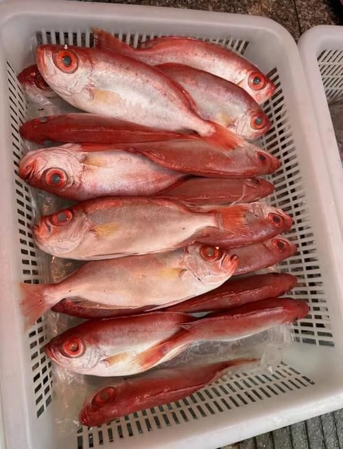 鰱魚長什么樣子圖片【吃貨必看：白鰱花鰱分不清一篇搞懂怎么吃才香】