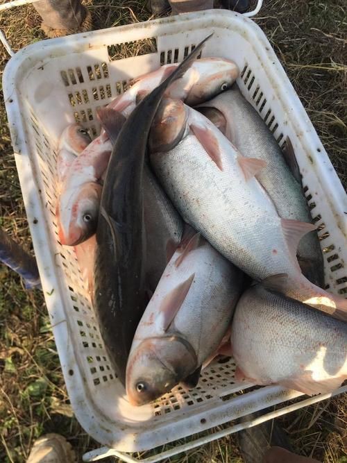 鰱魚長什么樣子圖片【吃貨必看：白鰱花鰱分不清一篇搞懂怎么吃才香】