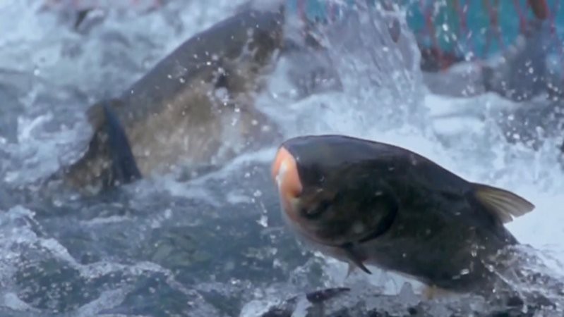 萬安水族店【萬安縣潞田鎮(zhèn)開家水族店投資多少錢】