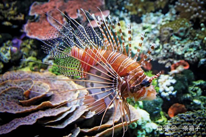 世界十大劇毒魚【世界上最危險的魚類】 世界十大劇毒魚【世界上最危險的魚類】 龍魚論壇 第2張