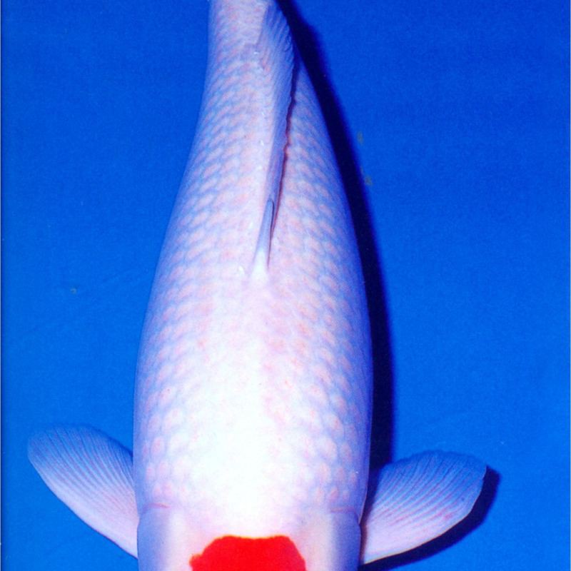 丹頂錦鯉魚多少錢一條？【丹頂錦鯉魚,丹頂錦鯉,丹頂錦鯉多少錢一條愛采購】 丹頂錦鯉魚多少錢一條？【丹頂錦鯉魚,丹頂錦鯉,丹頂錦鯉多少錢一條愛采購】 龍魚論壇 第8張