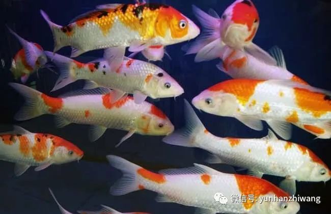 丹頂錦鯉魚多少錢一條？【丹頂錦鯉魚,丹頂錦鯉,丹頂錦鯉多少錢一條愛采購】 丹頂錦鯉魚多少錢一條？【丹頂錦鯉魚,丹頂錦鯉,丹頂錦鯉多少錢一條愛采購】 龍魚論壇 第2張