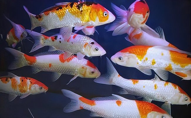 丹頂錦鯉魚多少錢一條？【丹頂錦鯉魚,丹頂錦鯉,丹頂錦鯉多少錢一條愛采購】 丹頂錦鯉魚多少錢一條？【丹頂錦鯉魚,丹頂錦鯉,丹頂錦鯉多少錢一條愛采購】 龍魚論壇 第1張