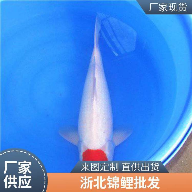 丹頂錦鯉魚多少錢一條？【丹頂錦鯉魚,丹頂錦鯉,丹頂錦鯉多少錢一條愛采購】 丹頂錦鯉魚多少錢一條？【丹頂錦鯉魚,丹頂錦鯉,丹頂錦鯉多少錢一條愛采購】 龍魚論壇 第3張