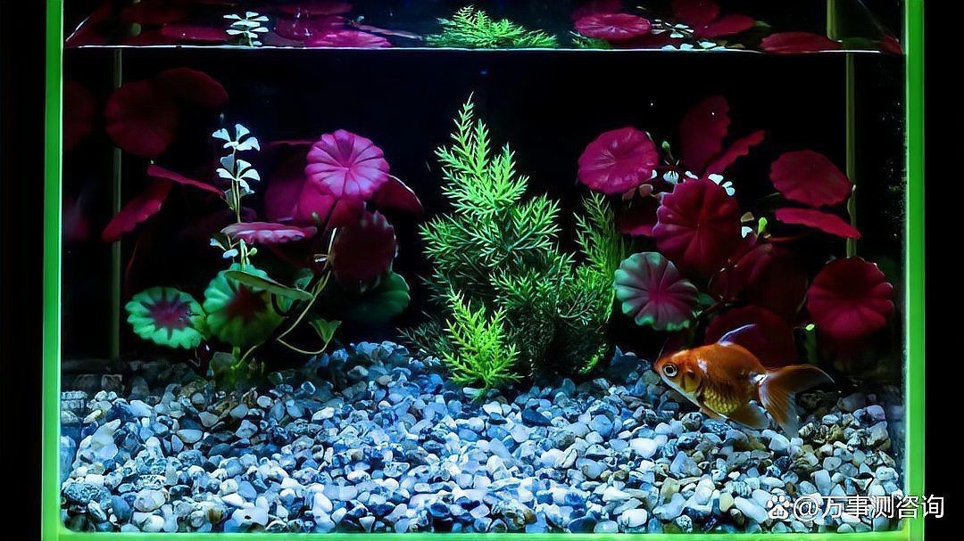 家里有必要買魚缸嗎【家里放魚缸有什么好處？】 家里有必要買魚缸嗎【家里放魚缸有什么好處？】 全國水族館企業名錄 第4張