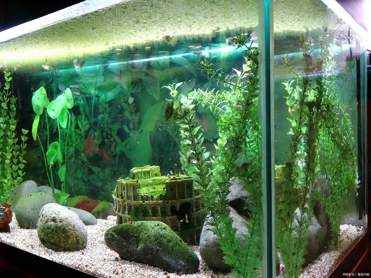 家里有必要買魚缸嗎【家里放魚缸有什么好處？】
