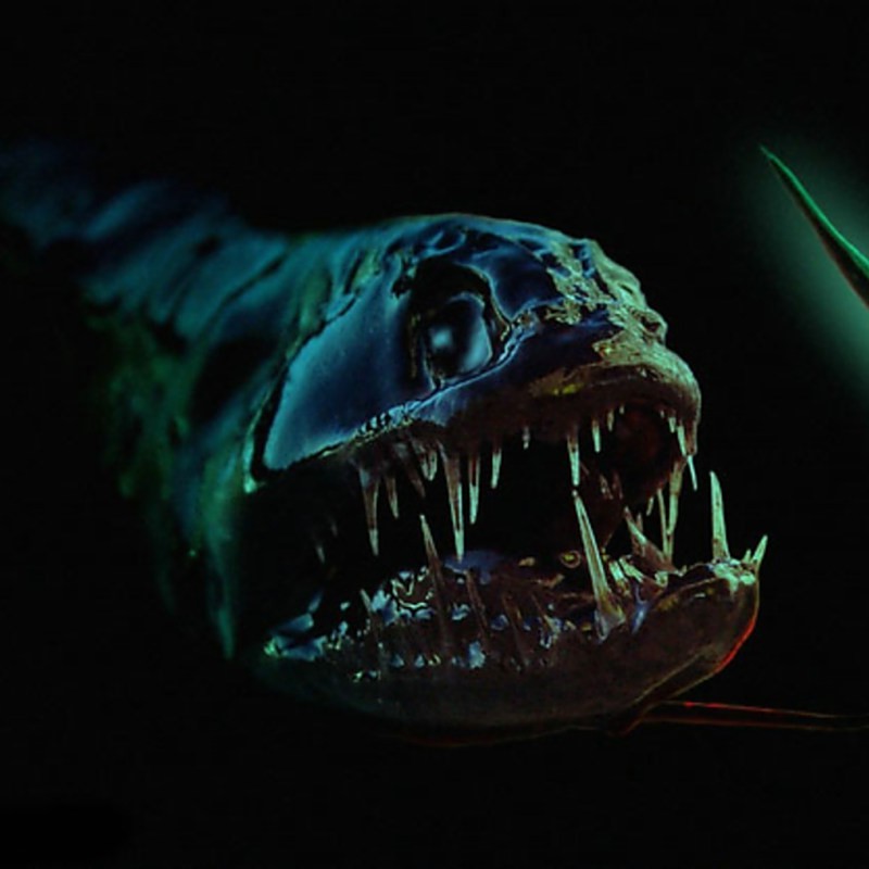 深海魚成長圖鑒大全【《1000種深海魚成長圖鑒深海魚成長圖鑒大全》】