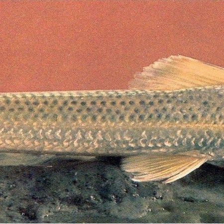 鮈魚【生存智慧與行為習性】