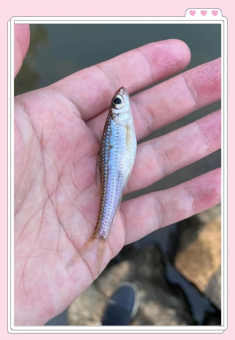 鮈魚【生存智慧與行為習性】