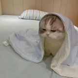 鮈魚【生存智慧與行為習性】