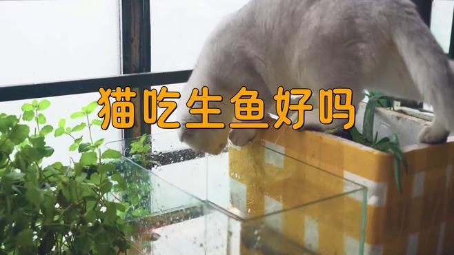 貓吃生魚(yú)的好處和壞處【貓吃生魚(yú)好嗎】 貓吃生魚(yú)的好處和壞處【貓吃生魚(yú)好嗎】 龍魚(yú)百科 第5張
