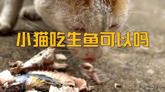 貓吃生魚(yú)的好處和壞處【貓吃生魚(yú)好嗎】 貓吃生魚(yú)的好處和壞處【貓吃生魚(yú)好嗎】 龍魚(yú)百科 第6張