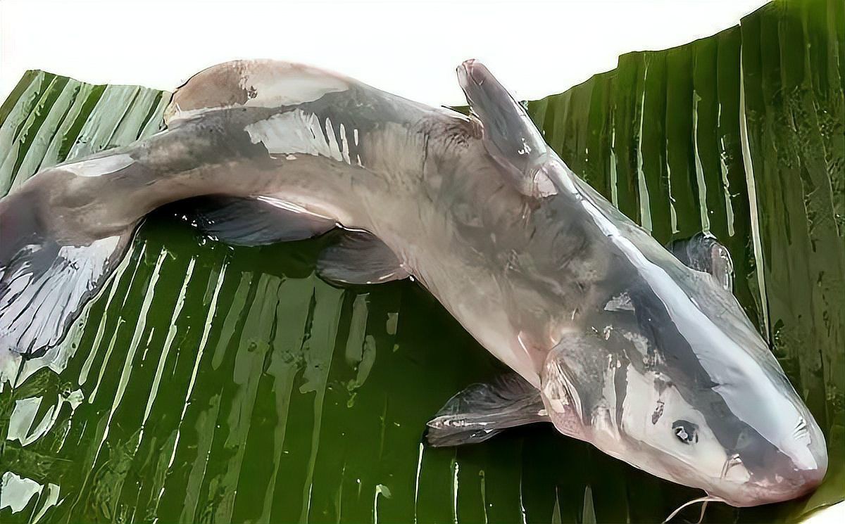 各種魚的價格一覽表【2025年8月魚類商品價格與特性分析】 各種魚的價格一覽表【2025年8月魚類商品價格與特性分析】 全國水族館企業名錄 第13張