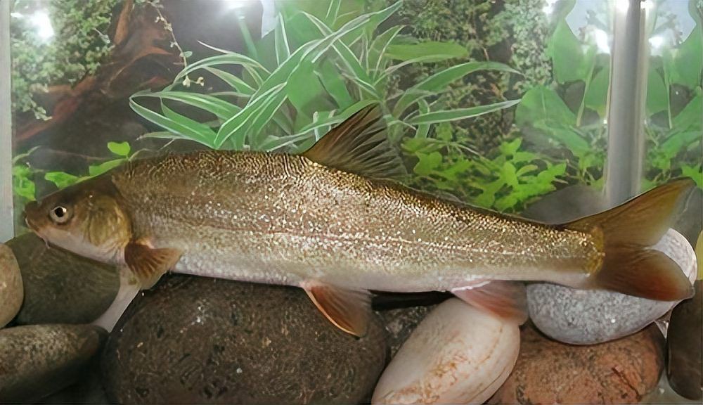 各種魚的價格一覽表【2025年8月魚類商品價格與特性分析】