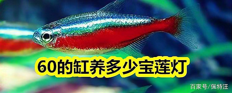 60缸只養(yǎng)一條霸氣的魚【60缸只養(yǎng)一條霸氣的魚，為什么魚友都推薦60缸養(yǎng)魚】