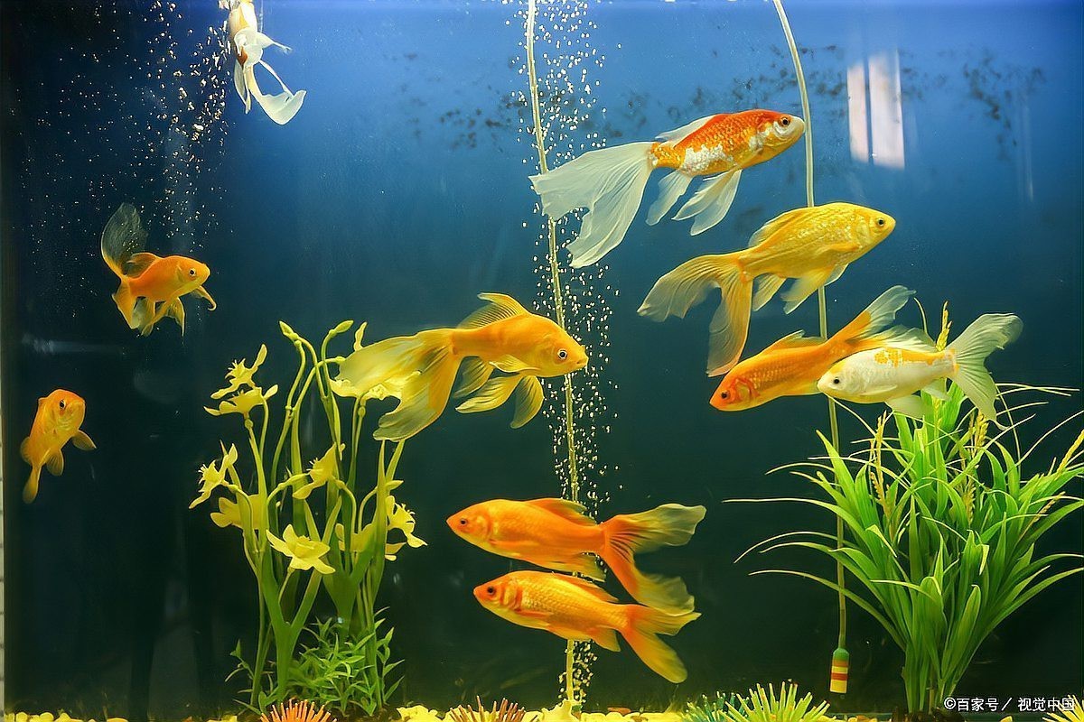 60缸只養(yǎng)一條霸氣的魚【60缸只養(yǎng)一條霸氣的魚，為什么魚友都推薦60缸養(yǎng)魚】