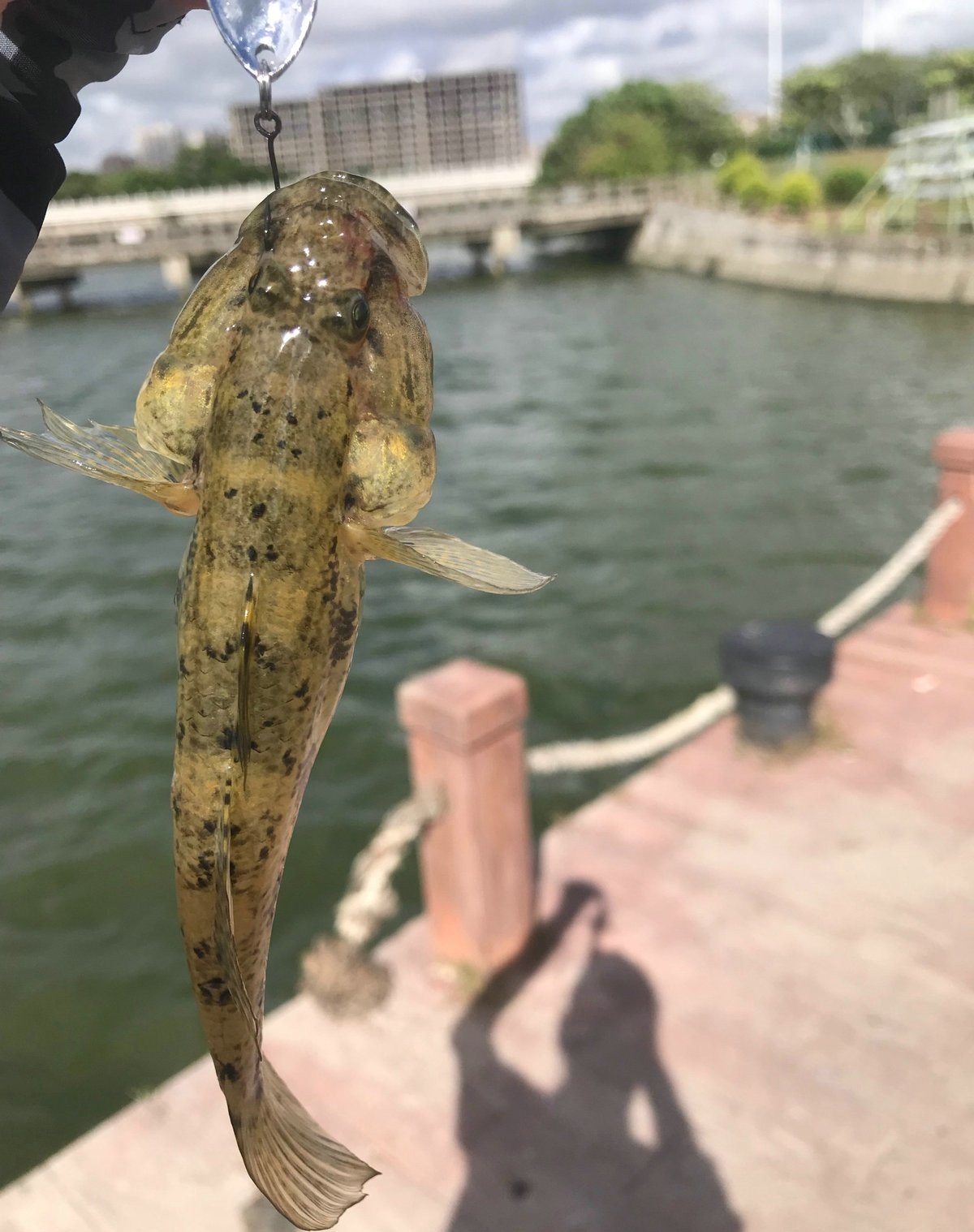 淡水蝦虎魚有毒嗎【淡水蝦虎魚是否有毒需根據具體種類判斷部分近海或含劇毒】