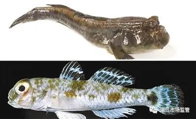 淡水蝦虎魚有毒嗎【淡水蝦虎魚是否有毒需根據具體種類判斷部分近海或含劇毒】