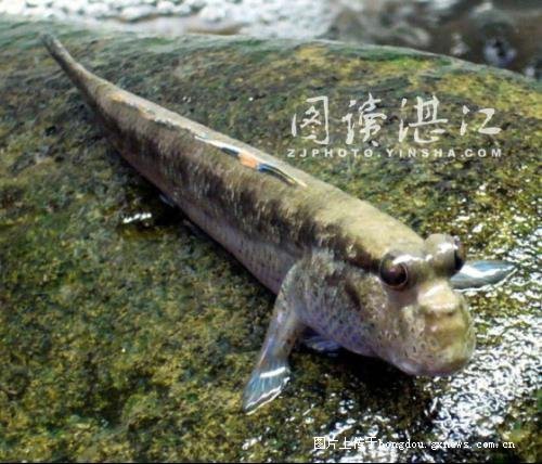 淡水蝦虎魚有毒嗎【淡水蝦虎魚是否有毒需根據具體種類判斷部分近海或含劇毒】