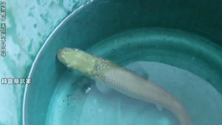 巨骨舌魚水花苗怎么養的【巨骨舌魚從苗子開始給我上了強度!太難了!】