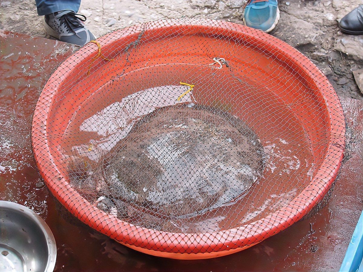 甲魚不能亂送人的原因【民間俗語“送鱉如送別”暗含離散之意】