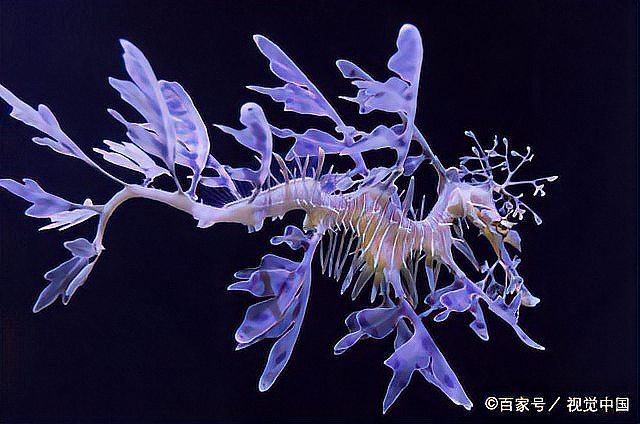 海龍干一次吃幾根最好【《海龍干食用量建議摘要》】