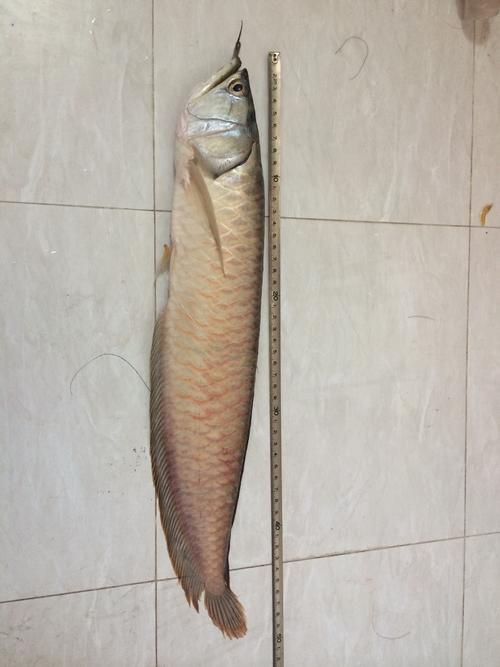 提供幾張銀龍魚爛鱗的圖片【《銀龍魚爛鱗現象剖析》】