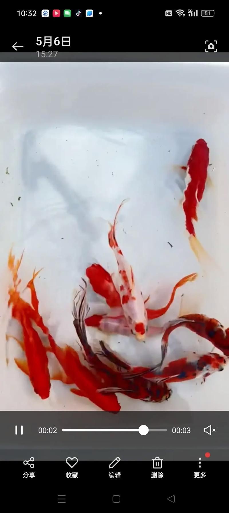 錦鯉魚圖片【十三類錦鯉圖集欣賞】 錦鯉魚圖片【十三類錦鯉圖集欣賞】 龍魚百科 第24張