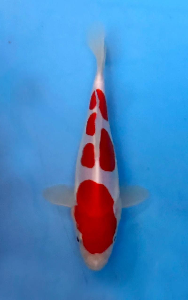 錦鯉魚圖片【十三類錦鯉圖集欣賞】 錦鯉魚圖片【十三類錦鯉圖集欣賞】 龍魚百科 第26張